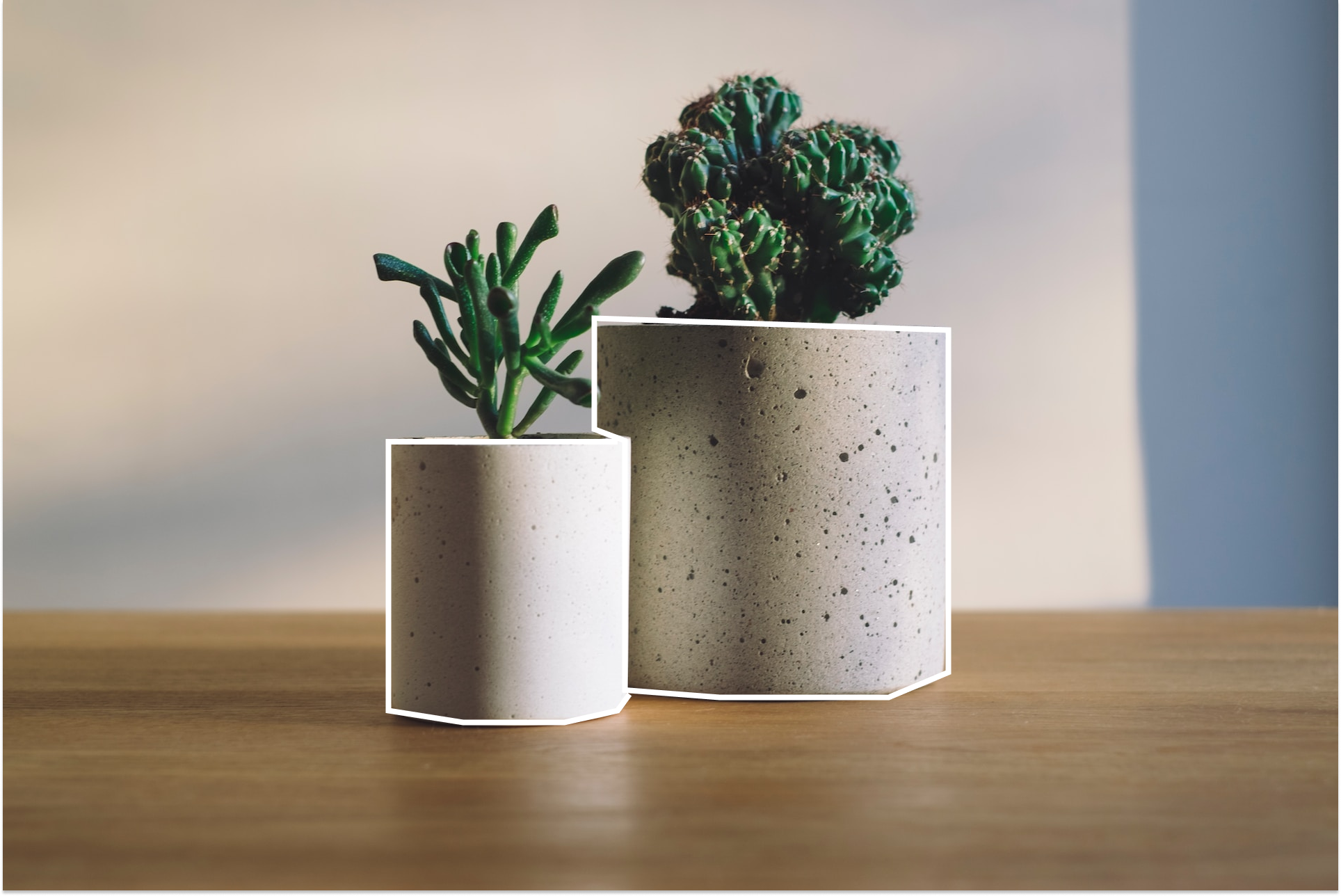 Какие растения необходимо купить в квартиру